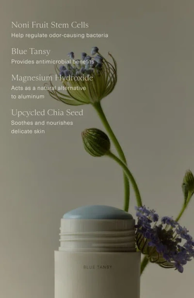 Oak Essentials Microbiome Balancing Deodorant 1.7 Oz. In Transparent