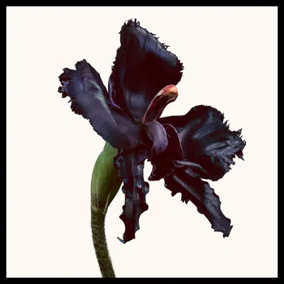 Tom Ford Black Orchid Reserve Eau De Parfum In Transparent