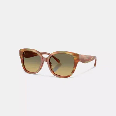 Coach Woman Sunglass Hc8438u Cby94 In Brown