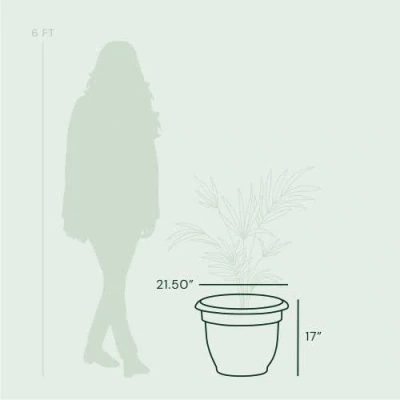 Bloem Dice Pack (ks)-fr/en In Neutral