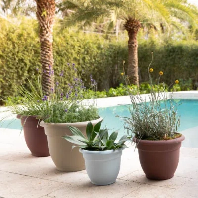 Bloem Dice Pack (ks)-fr/en In Neutral