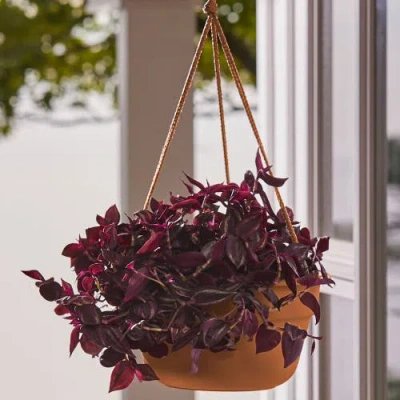 Bloem Dura Cotta Self Watering Hanging Basket Planter 12 Inch Terra Cotta In Brown