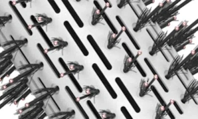 Cortex Beauty 2-in-1 Revolving Hot Brush