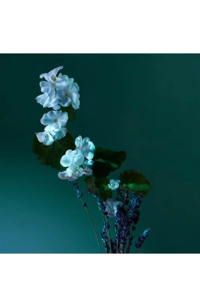 Penhaligon's A Balm Of Calm Eau De Parfum In Transparent