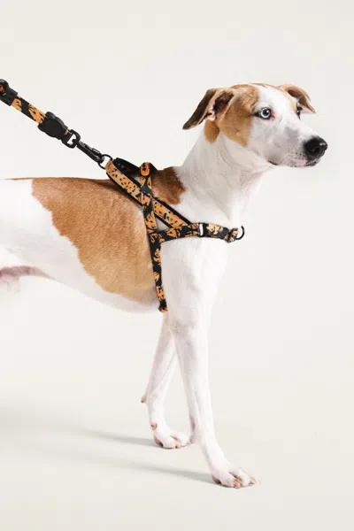 Farm Rio Zeedog Farm Bananas Softer Walk - Size L In Multi