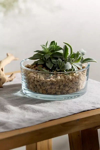 Terrain Low Glass Bowl Terrarium In Multi