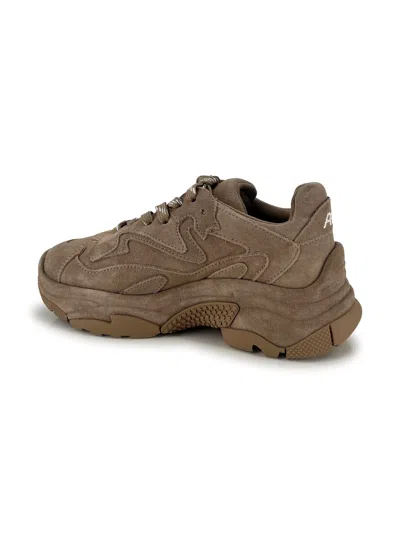 Ash Addict Sneakers In Beige Suede In Brown