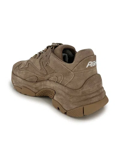 Ash Addict Sneakers In Beige Suede In Brown