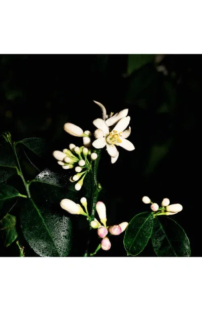 Saint Laurent Womens Le Vestiaire Des Parfums Saharienne Eau De Parfum 125ml In Transparent