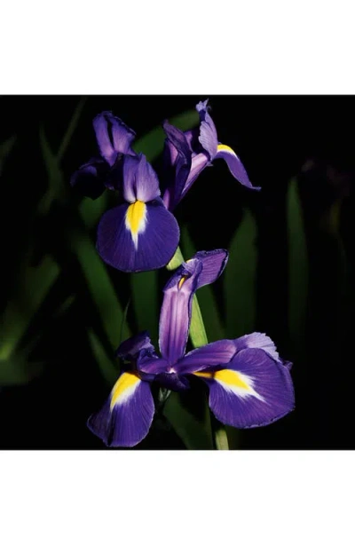 Saint Laurent Womens Le Vestiaire Des Parfums Trench Eau De Parfum 125ml In Transparent