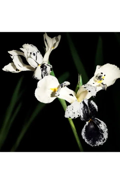 Saint Laurent Muse Le Vestiaire Des Parfum Collection In Transparent