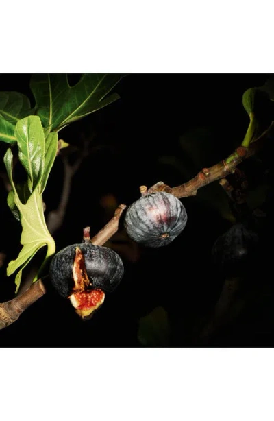 Saint Laurent Lavalliere Le Vestiaire Des Parfum Collection In Transparent