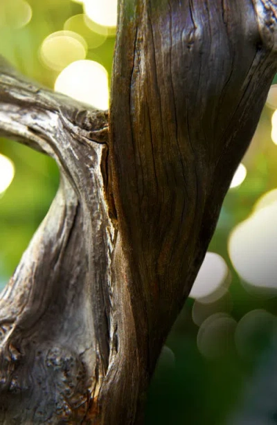 Bvlgari Man Wood Essence Eau De Parfum, 5 Oz. In Transparent