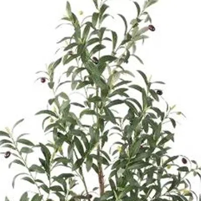 Hivvago 33" Green Olive Artificial Tree In A White Pot In Green