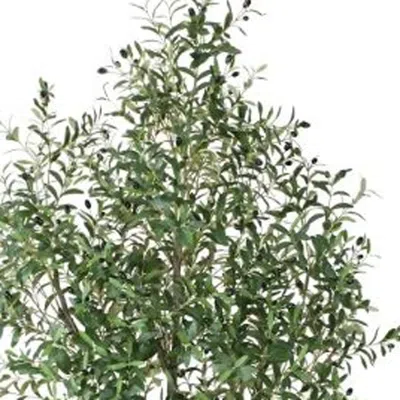 Hivvago 61" Green Olive Artificial Tree In A Black Pot