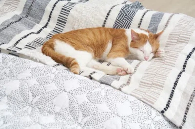 Carol & Frank Barton Dune Onyx Throw Blanket In Gray