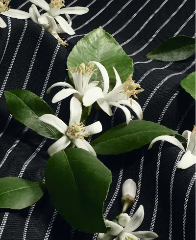 Dolce & Gabbana Masculine Re-edition Eau De Parfum In Multi