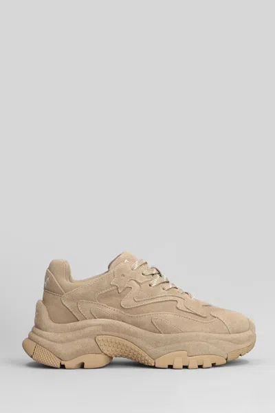 Ash Addict Sneakers In Beige Suede In Neutral