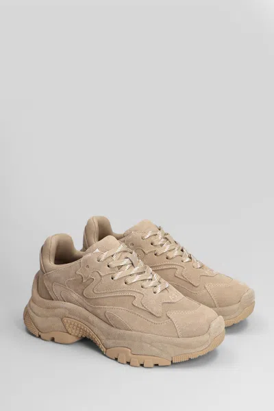 Ash Addict Sneakers In Beige Suede In Neutral