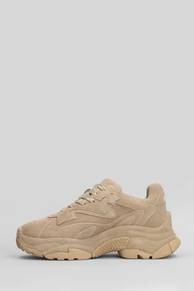 Ash Addict Sneakers In Beige Suede In Neutral