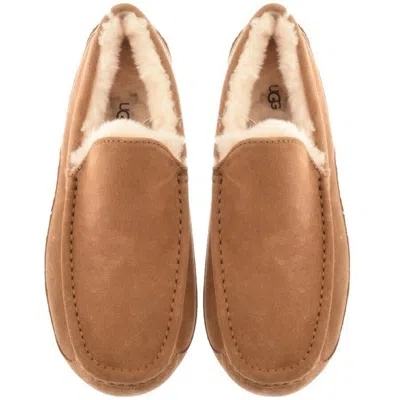 Ugg M Ascot Suede Moccasins In Brown