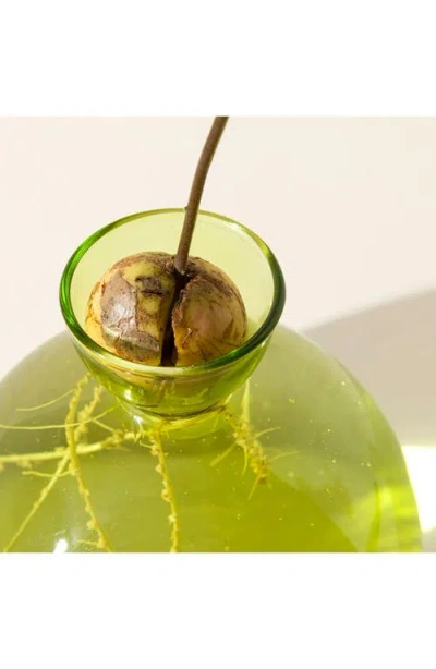Ilex Studio Avocado Vase In Multi