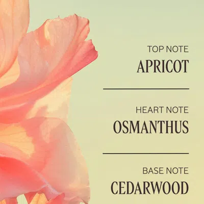 L'occitane - Osmanthus Abricot Perfumed Hand Cream 1 Fl oz In Yellow