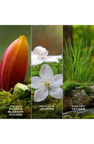 Marc Jacobs Christmas 2025 Daisy Wild Eau De Parfum 100ml Gift Set In Green