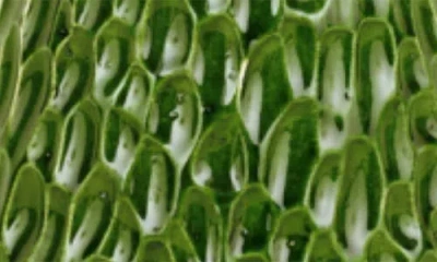 Vietri Foresta Ceramic Tree In Green