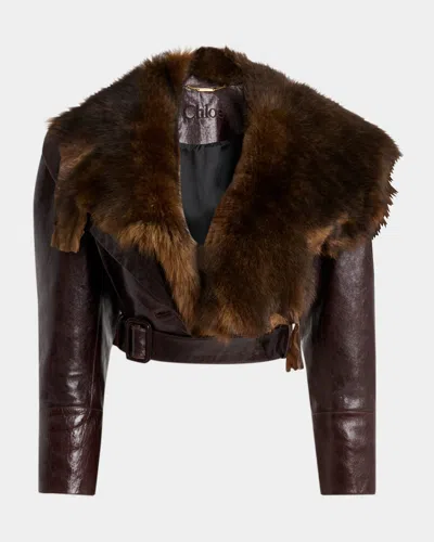 Chloé Shiny Leather Crop Moto Jacket With Removable Lamb Shearling Collar In Brown