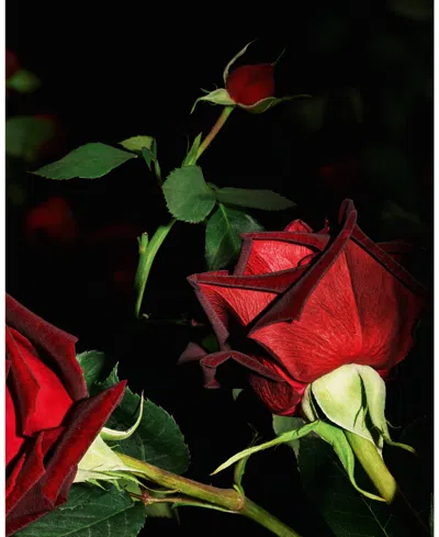 Saint Laurent Womens Yves  Le Vestiaire Des Parfums Velours Eau De Parfum In Red