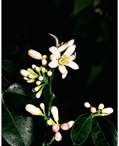 Saint Laurent Womens Le Vestiaire Des Parfums Saharienne Eau De Parfum 125ml In Transparent