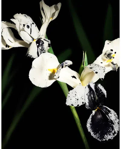 Saint Laurent Muse Le Vestiaire Des Parfum Collection In Transparent