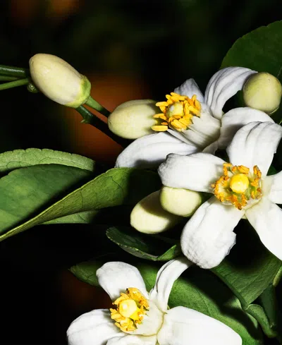 Saint Laurent Essence 66 R25 Candle, 7.8 Oz. In Black