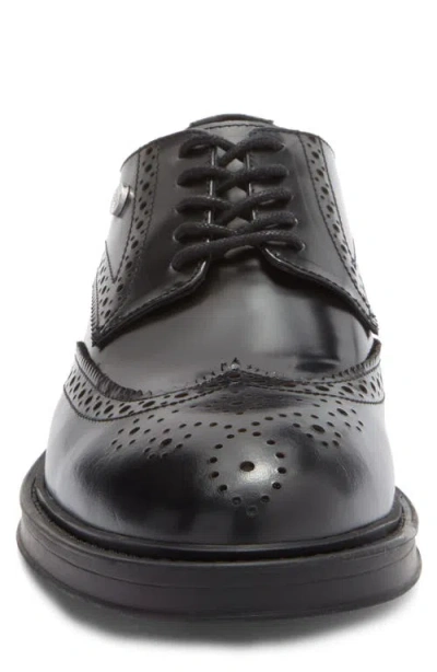 Roberto Cavalli Crip Wingtip Derby In Black