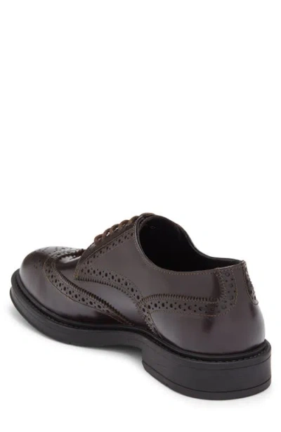 Roberto Cavalli Crip Wingtip Derby In Brown