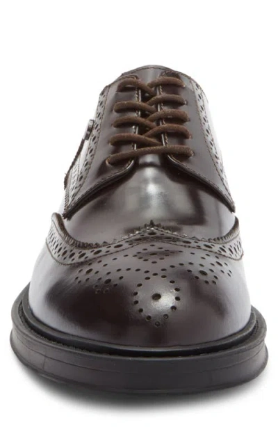 Roberto Cavalli Crip Wingtip Derby In Brown