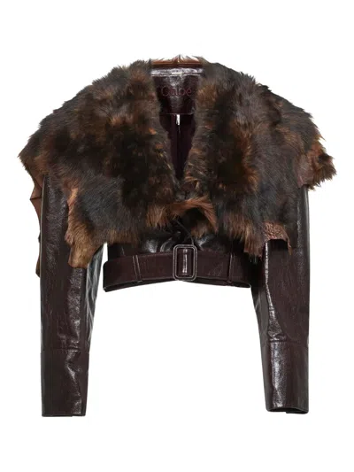 Chloé Shiny Leather Crop Moto Jacket With Removable Lamb Shearling Collar In Brown