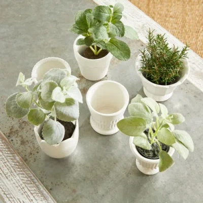 Napa Home & Garden Mirabelle Mini Cachepots Set Of 6 In White