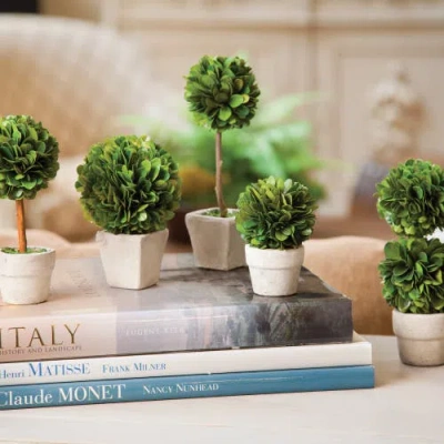 Napa Home & Garden Set Of 5 Mini Topiaries In White