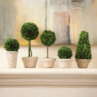 Napa Home & Garden Set Of 5 Topiaries Potted In Neutral