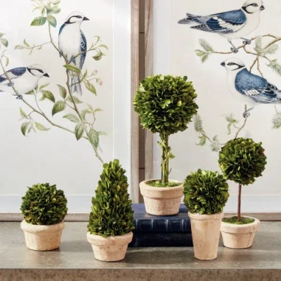 Napa Home & Garden Set Of 5 Topiaries Potted In Neutral
