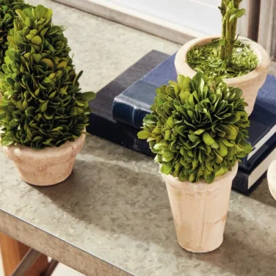Napa Home & Garden Set Of 5 Topiaries Potted In Neutral