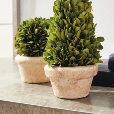 Napa Home & Garden Set Of 5 Topiaries Potted In Neutral