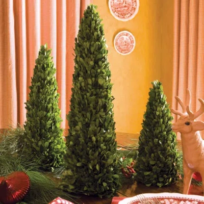 Napa Home & Garden Boxwood Mini Trees Set Of 3 In Green