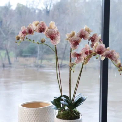 Napa Home & Garden Phalaenopsis Orchid Drop-in In Pink