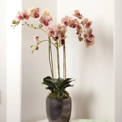 Napa Home & Garden Phalaenopsis Orchid Drop-in In Pink