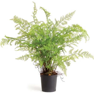 Napa Home & Garden 36in Soft Fern Drop-in 36 In Green