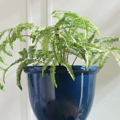 Napa Home & Garden Forest Fern Drop-in In Green