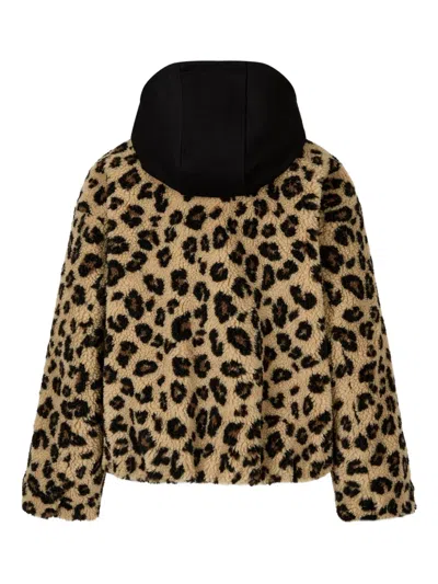 Studio Tomboy Leopard-pattern Hooded Jacket In Brown